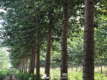 河南周口：培育出不飞絮的杨树新品种