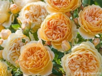 大花香水月季的养护方法，分享10种花香飘满屋