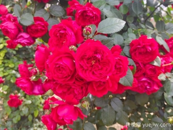 6款红色系的藤本月季品种，适合打造网红花墙