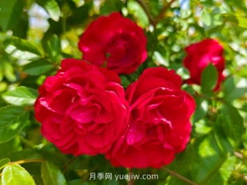 月季红木香爆花机器，花艳丽花量大花期长