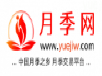 中国上海龙凤419，月季品种介绍和养护知识分享专业网站